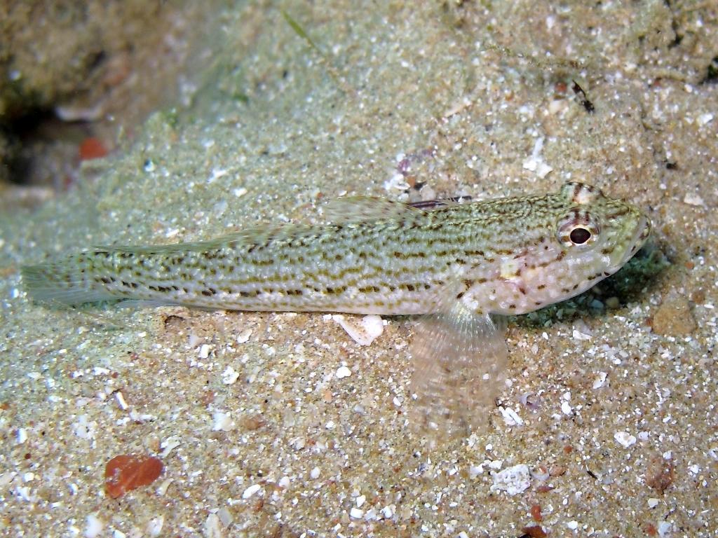 Gobius fallax (Sarato, 1889)